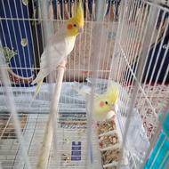 طوطی عروس جفت کارداده عالی