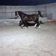 اسب عرب خالص ایرانی