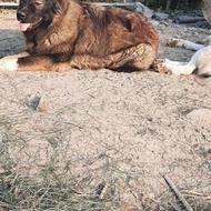 سگ نگهبان قفقازی واگذار