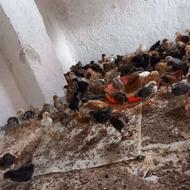 فروش جوجه محلی 35 روزه