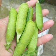 نخود وباقلی