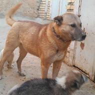 سگ گله خوب واگذارمی شود
