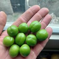 گوجه سبز آبدار