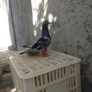 کبوتر کامل سالم وعالی