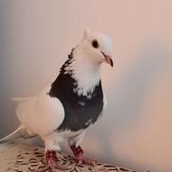 طوقی سیاه ماده