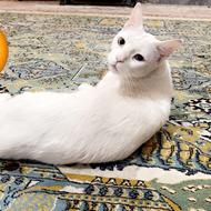 گربه اوکراینی ماده
