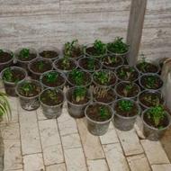 نهال نارنج شمالی