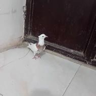 کفتر طوقی کاکلی