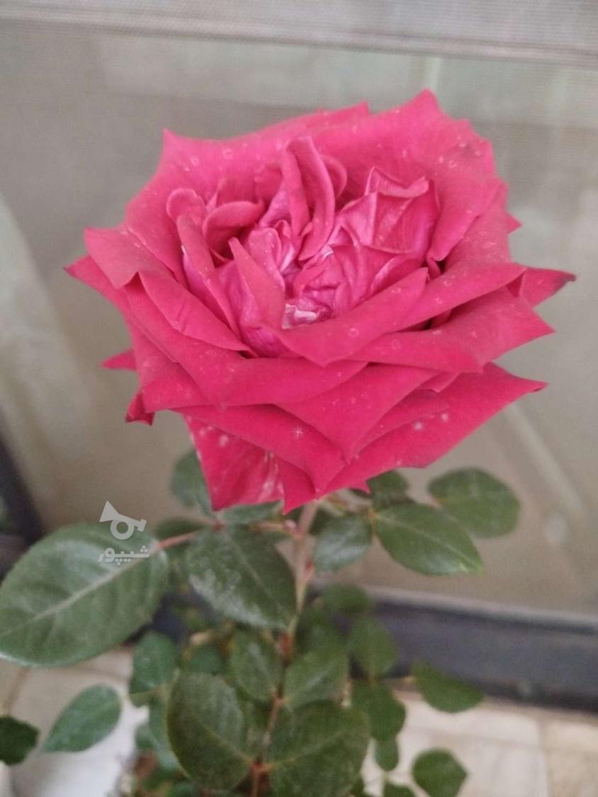 جویای شغل پرستاری - undefined