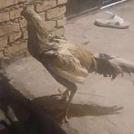 خروس لاری سالم