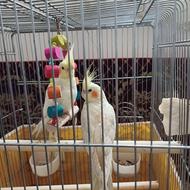 عروس هلندی جوجه