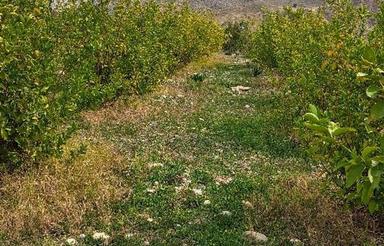 زمین کشاورزی