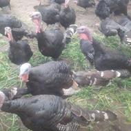 بوقلمون بالغ چاق و مولد