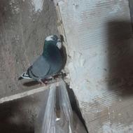 کفتر ماده گلی سبز پرشی