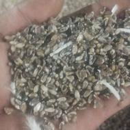 فروش دانه کنگر خیس و خشک امساله
