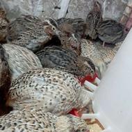 بلدرچین یکماهه