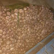 سیر تازه چین بفروش میرسد