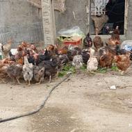 فروش مرغ محلی گل پایگان
