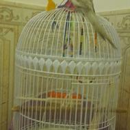 عروس هلندی
