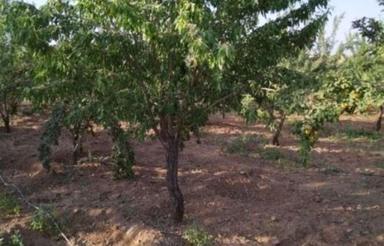 فروش 640 متر باغ بادام طرح همت اباد
