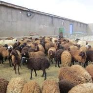 کارگر جهت کار در دامداری متاهل