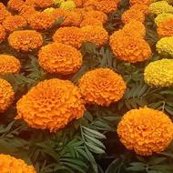استخدام سرایدارونگهبانی
