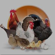 پخش جوجه گلپایگانی و انوع جوجه