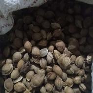 هسته زردالو