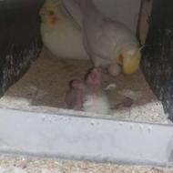 عروس هلندی...