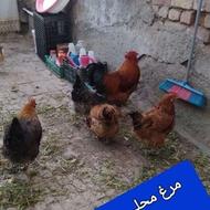 حیوانات مزرعه