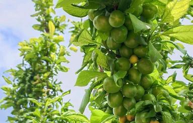 باغچه 510متری ویلایی
