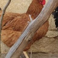مرغ تخم کن بدون لک یکساله