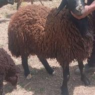 فروش یک بره افشاری سرحال و چاق