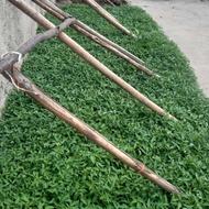 نشا گوجه فرنگی