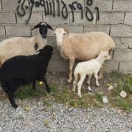 گوسفند تک قلو 2میش 2بره داشتی درجه یک