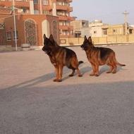 سه عدد ژرمن. واگذار