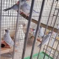 فنچ نرگسی بالغ رنگ سیلور