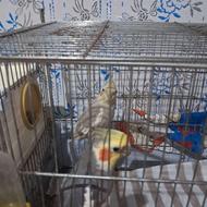 یک جفت عروس هلندی با قفس