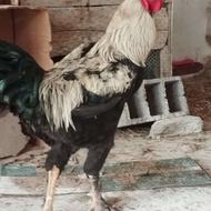 خروس لاری سرحال