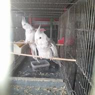 عروس هلندی مولد