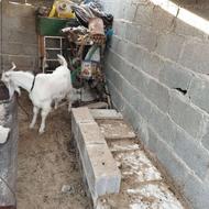 کهره نر داشتی