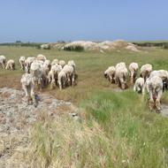 تعدادی گوسفند پاکستانی بز دم