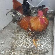 خروس و مرغ خانگی