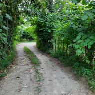 فروش زمین 585 متری باغات در دالخانی رامسر