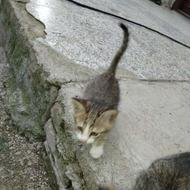 بچه گربه ناز