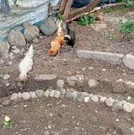 مرغ وخروس لهستانی