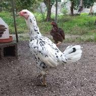 مرغ لاری چیل