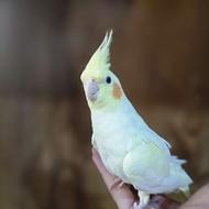 جفت عروس هلندی