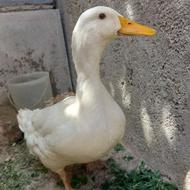 اردک ماده سفید