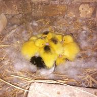جوجه اردک اسرائیلی